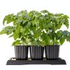 Pinkunn 2 Pcs Bonsai Humidity Tray Drip Tray Plastic Plant Water Catcher Plant Saucers for Indoors and Outdoors Cactus,Succulents,Bonsai Tree,Stone Not Included (7.8 x 5.5 Inch)-5