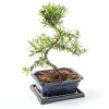 Pinkunn 2 Pcs Bonsai Humidity Tray Drip Tray Plastic Plant Water Catcher Plant Saucers for Indoors and Outdoors Cactus,Succulents,Bonsai Tree,Stone Not Included (7.8 x 5.5 Inch)-2