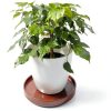 Ceramic Plant Saucer 9 Inch, Round Plant Trays for Indoors/Outdoors, Flower Pot Saucers for Holding Water Drips and Soil, Ceramic Drainage Tray for Plant Pot (Brown)-5