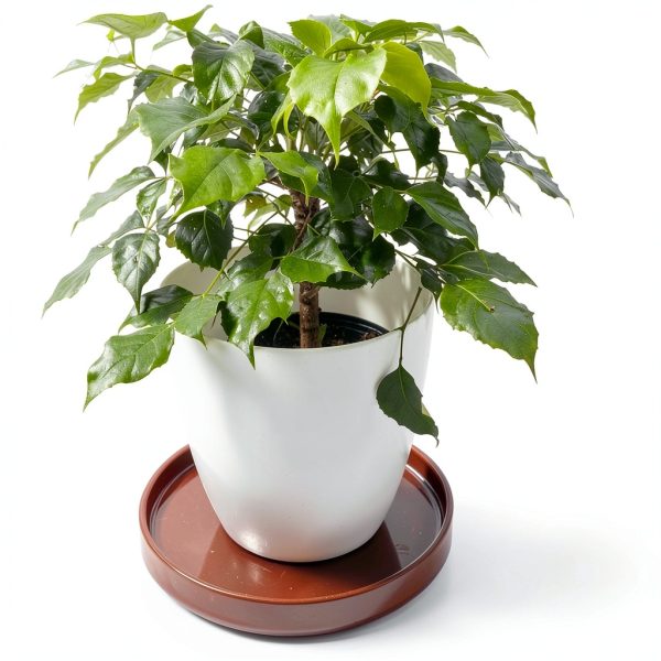 Ceramic Plant Saucer 9 Inch, Round Plant Trays for Indoors/Outdoors, Flower Pot Saucers for Holding Water Drips and Soil, Ceramic Drainage Tray for Plant Pot (Brown)-5