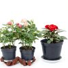 Plant Saucer 6 Pack White 6 Inch Heavy Duty Plastic Tray by UPMCT-3