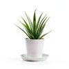 Plant Saucers 3 4 5 6 7 8 9 10 11 12 14 Inch, 5 Pack Clear Plastic Plant Trays for Pots, Durable Plant Water Catcher Tray for Indoors Outdoors (6", Clear)-3