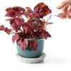 Clear Plant Saucer 5 Inch - FUTUR Plastic Tray Sturdy Water Catcher-1