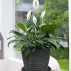Plant Saucer Pot Tray MSKIAUO 6 Pack Black Plastic Water Catch 6‑inch-3