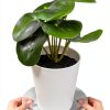 Clear Plant Saucer 5 Inch - FUTUR Plastic Tray Sturdy Water Catcher-3