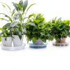 Plant Saucer 6 Inch Clear Plastic 6 Pack by MUDEELA Thicker Stronger-6