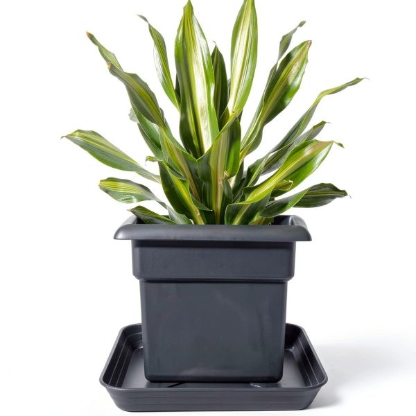 Feyvdzv 6 Inch Square Plant Saucer Tray Durable Plastic 4 Pack Black-5