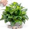 Plant Saucer 6 Inch Clear Plastic 6 Pack by MUDEELA Thicker Stronger-5