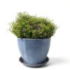 Plant Saucer Pot Tray MSKIAUO 6 Pack Black Plastic Water Catch 6‑inch-2