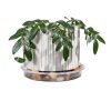 Plant Saucer 6 Inch Clear Plastic 6 Pack by MUDEELA Thicker Stronger-3