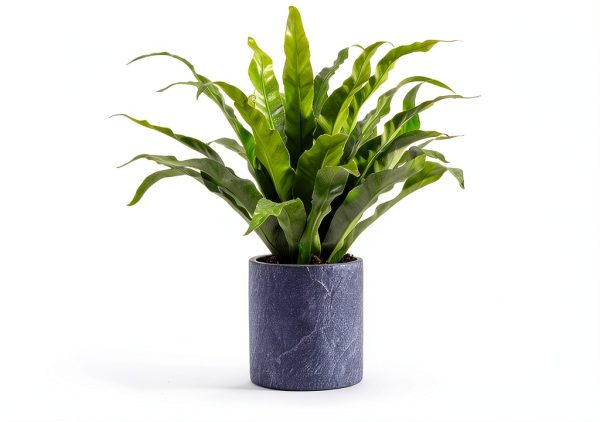 Afrine 6 Pack 4‑Inch Plant Saucer Drip Tray – Heavy Clear Plastic-2