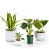 Plant Saucers 24 Pack CATIFLIN Clear Plastic 6-12 Inch Set-1