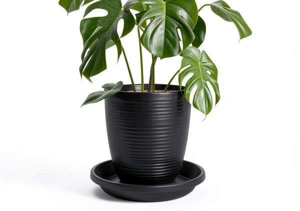NIMYAU Plant Saucer 5 Pack 6 Inch Black Plastic Tray Indoor Outdoor-4